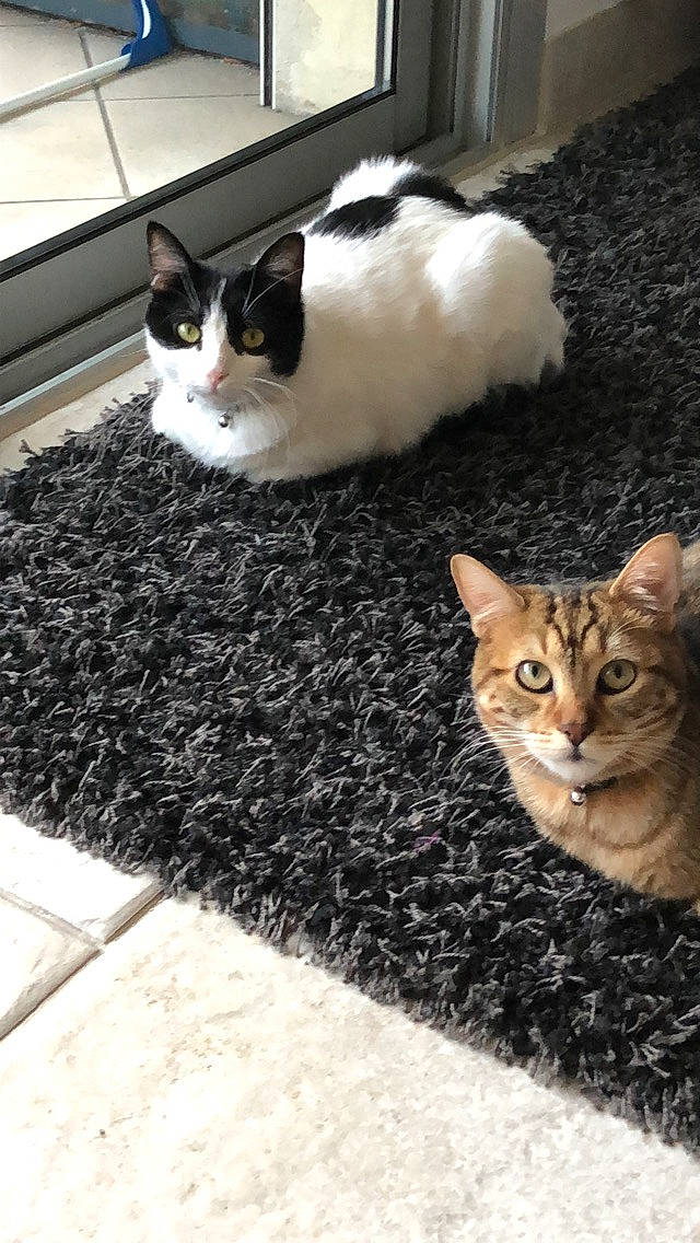 Luffy participe au concours pour gagner de l'argent avec cette photo : aegean_cat, american_wirehair, asian, carnivore, cat, domestic_short_haired_cat, european_shorthair, felidae, floor, flooring, fur, kitten, mammal, polydactyl_cat, small_to_medium_sized_cats, whiskers