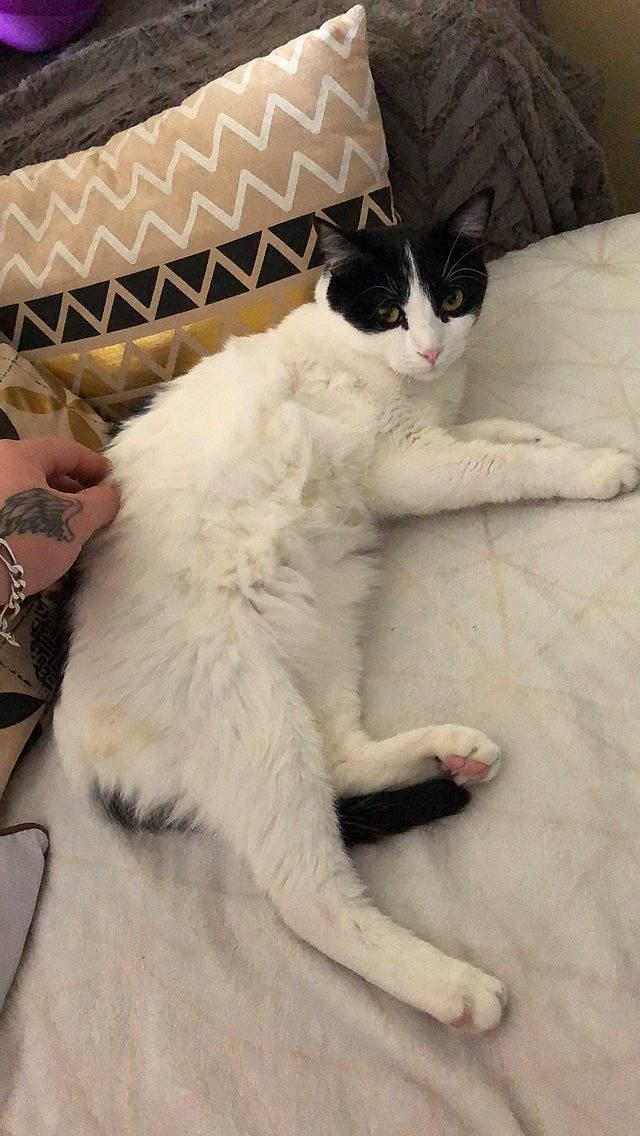 Luffy a rejoint le concours — aidez-le/la à gagner de superbes lots ! carnivore, cat, domestic_short_haired_cat, felidae, fur, leg, mammal, paw, polydactyl_cat, small_to_medium_sized_cats, tail, whiskers