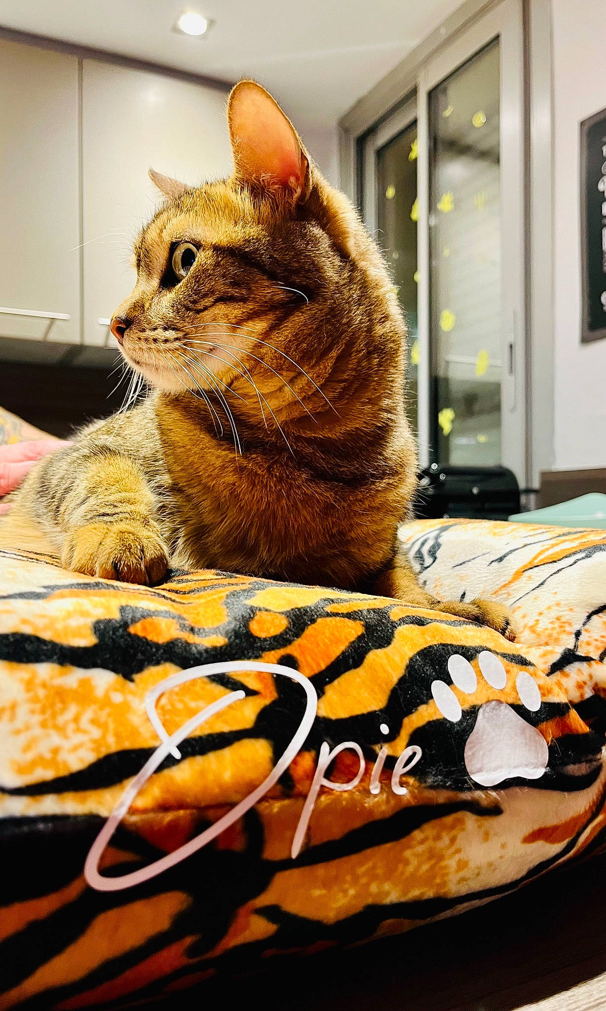 Opie a rejoint le concours — aidez-le/la à gagner de superbes lots ! bag, bed_sheet, carnivore, cat, cat_supply, comfort, domestic_short_haired_cat, felidae, fur, junk_food, linens, luggage_and_bags, paw, picture_frame, room, sitting, small_to_medium_sized_cats, textile, whiskers, window