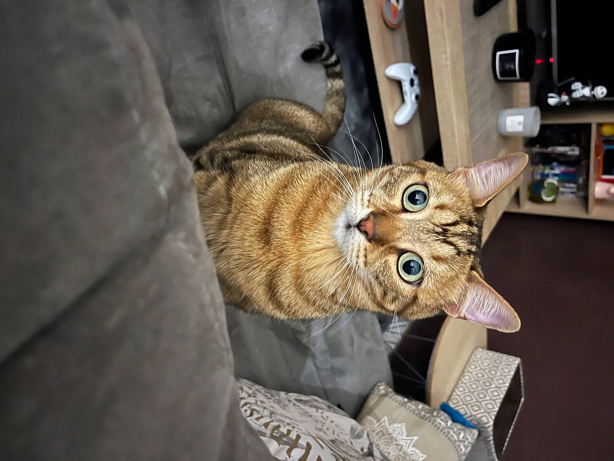 Opie a rejoint le concours — aidez-le/la à gagner de superbes lots ! carnivore, cat, cat_supply, claw, comfort, domestic_short_haired_cat, felidae, fur, small_to_medium_sized_cats, snout, whiskers, wood