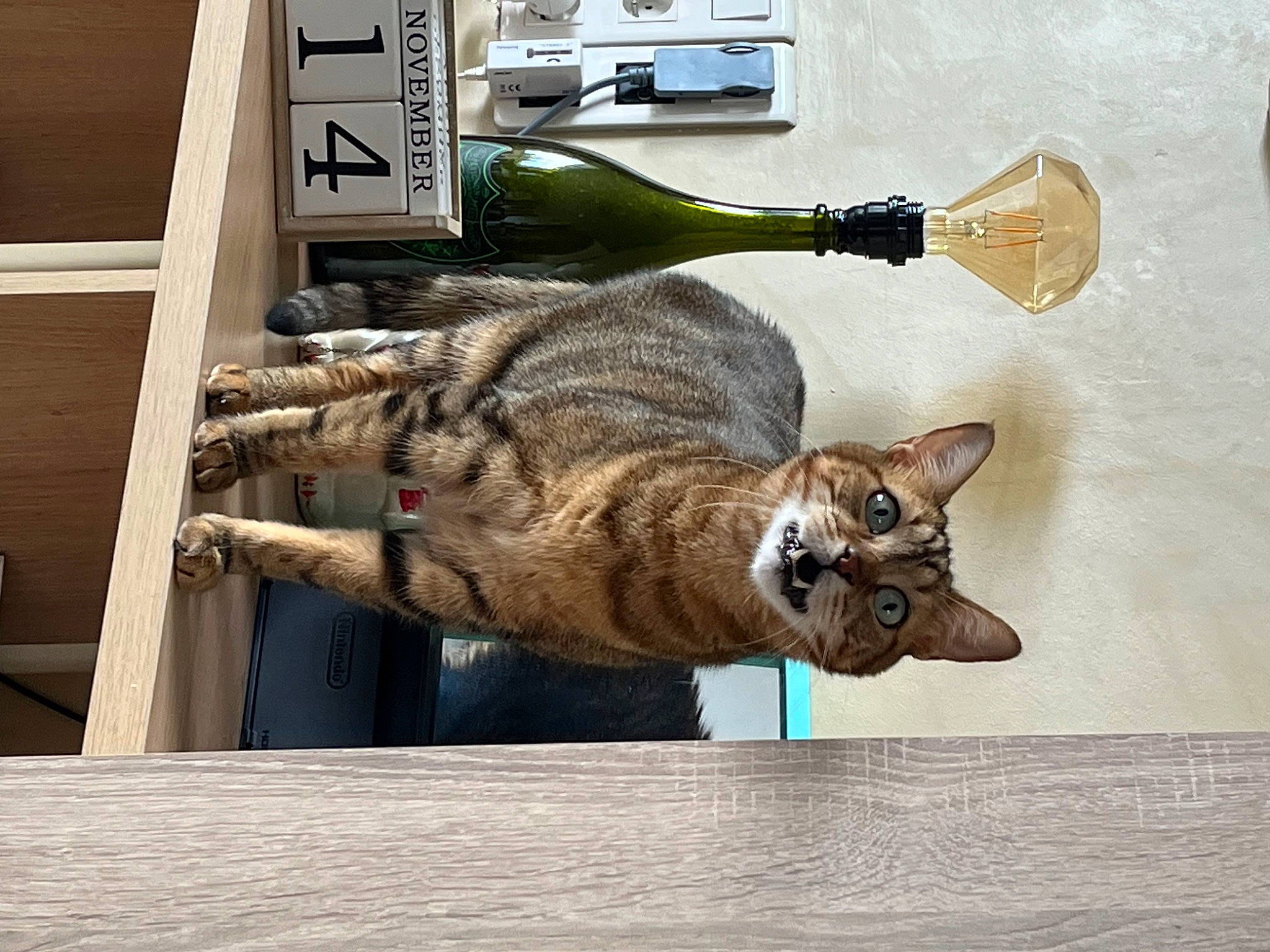 Opie participe au concours pour gagner de l'argent avec cette photo : art, bottle, carnivore, cat, claw, domestic_short_haired_cat, fawn, felidae, fur, glass_bottle, small_to_medium_sized_cats, snout, tail, terrestrial_animal, tree, whiskers, wildlife, window, wine_bottle, wood