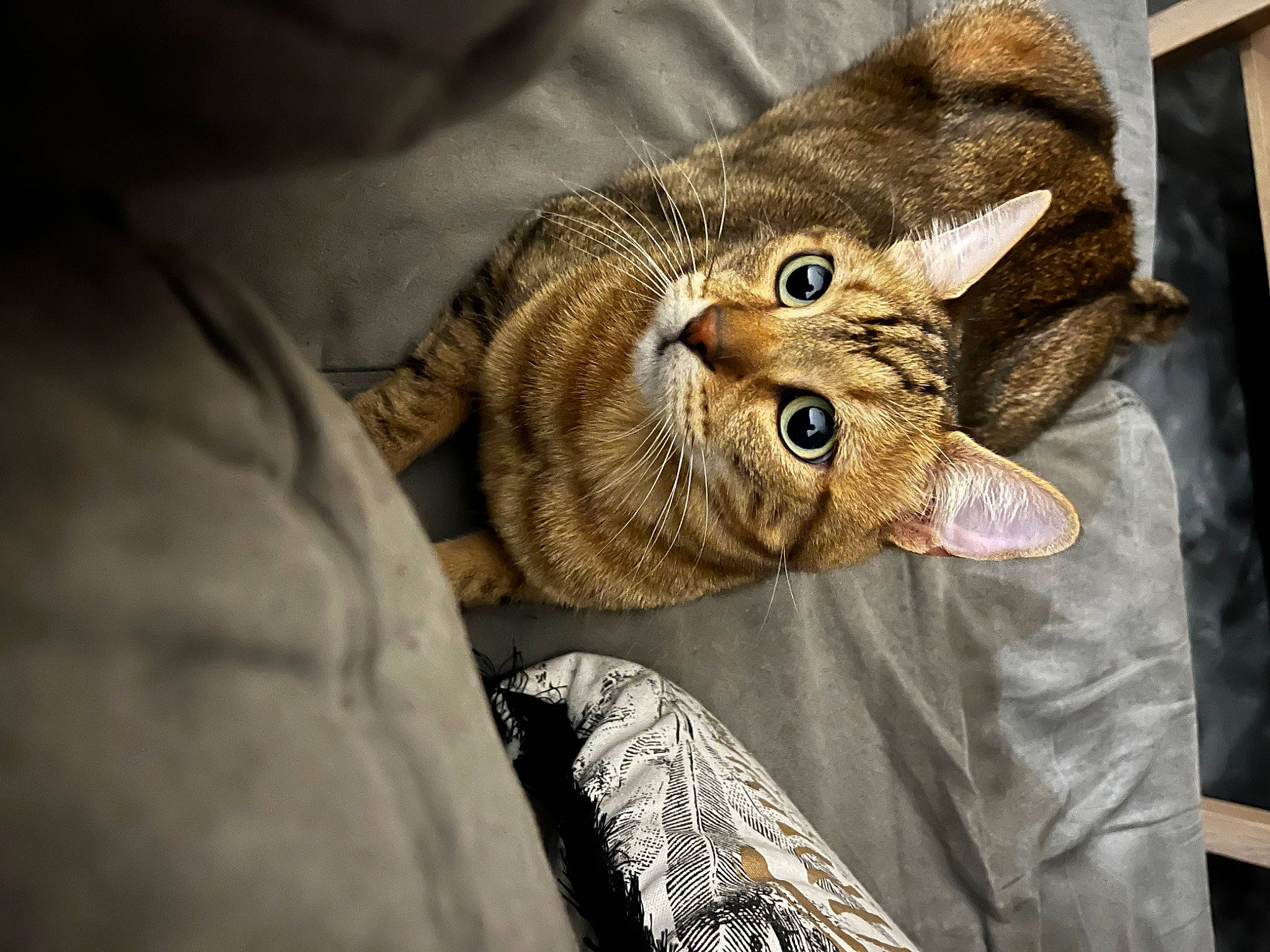 Opie a rejoint le concours — aidez-le/la à gagner de superbes lots ! carnivore, cat, claw, comfort, domestic_short_haired_cat, ear, eye, fawn, felidae, fur, head, natural_material, small_to_medium_sized_cats, snout, terrestrial_animal, whiskers, wildlife