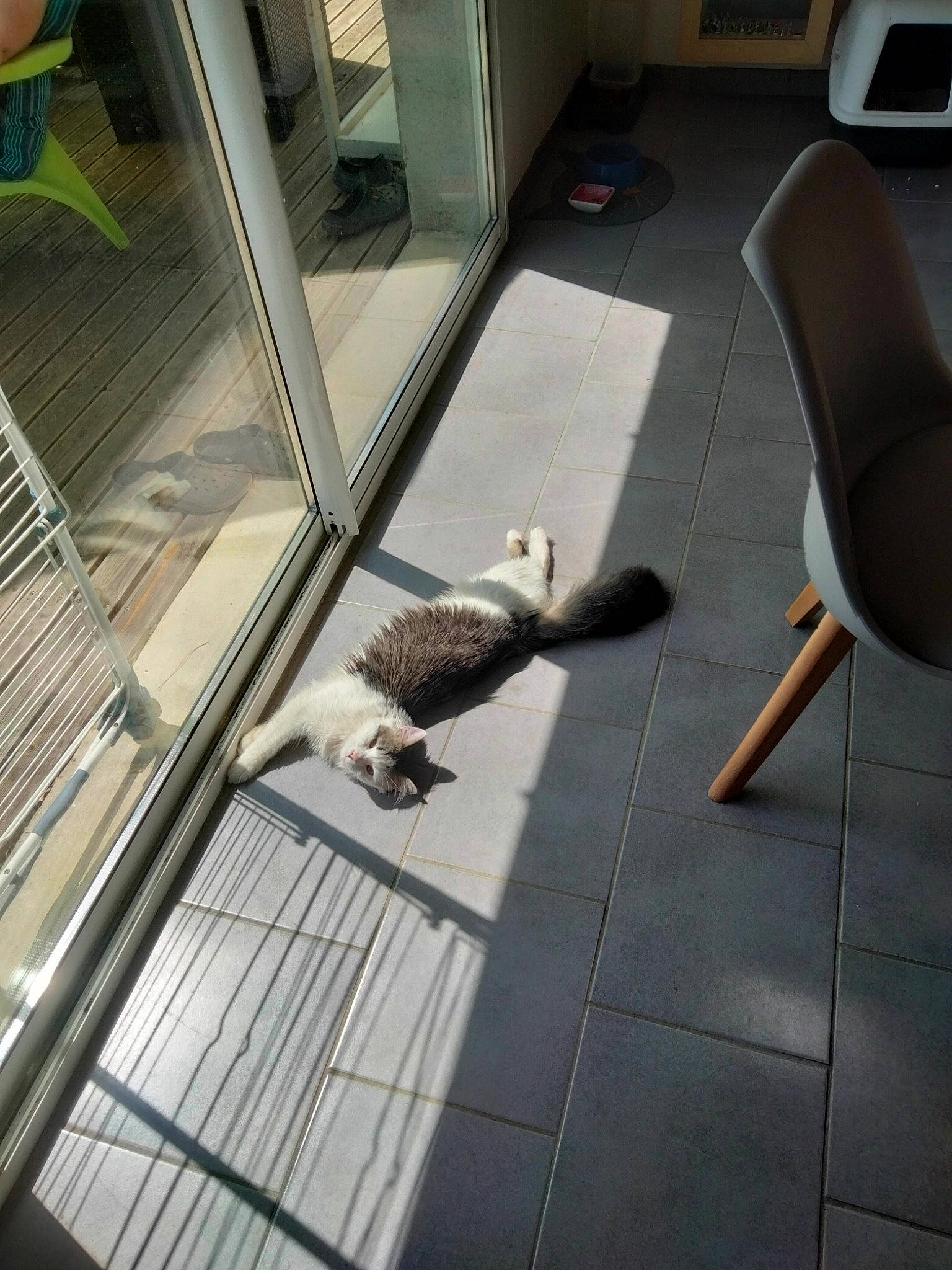 Yuky a rejoint le concours — aidez-le/la à gagner de superbes lots ! armrest, cat, chair, comfort, felidae, floor, flooring, fur, furniture, hardwood, human_leg, metal, office_chair, room, small_to_medium_sized_cats, snapshot, table, tail, terrestrial_animal, wood