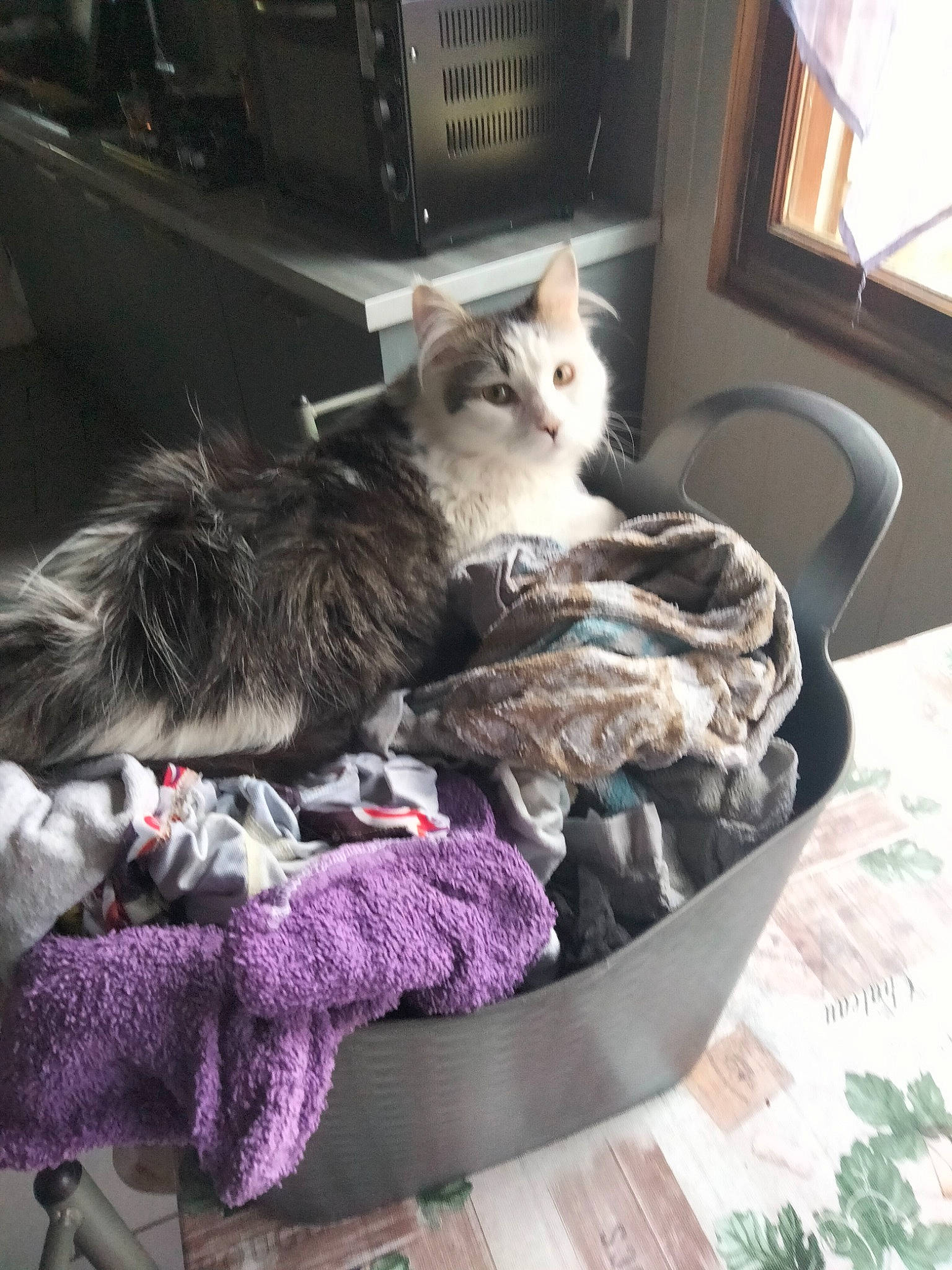 Yuky participe au concours pour gagner de l'argent avec cette photo : bag, basket, carnivore, cat, cat_supply, comfort, companion_dog, curtain, fawn, felidae, fur, grey, linens, room, sitting, small_to_medium_sized_cats, tail, whiskers, window, wood