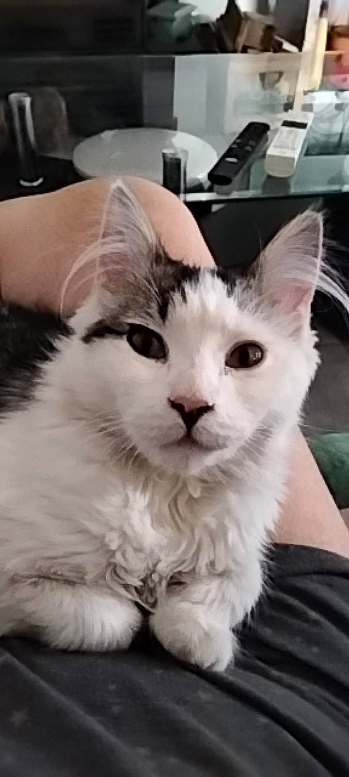 Yuky a rejoint le concours — aidez-le/la à gagner de superbes lots ! carnivore, cat, comfort, domestic_short_haired_cat, felidae, fur, paw, photography, small_to_medium_sized_cats, whiskers, window