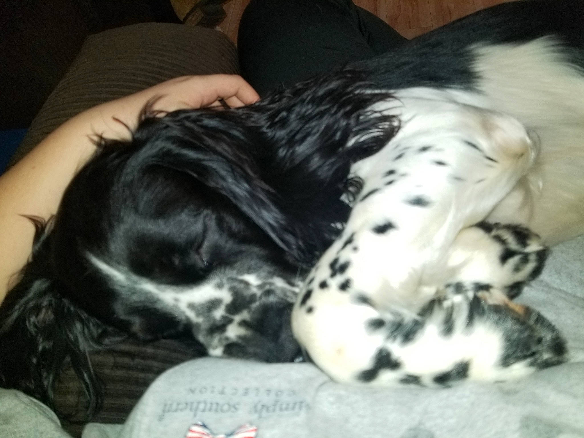 Bosco Baby is registered to the contest to win money with this photo: canidae, carnivore, companion_dog, dog, dog_breed, english_setter, large_munsterlander, mammal, nap, non_sporting_group, puppy, puppy_love, retriever, russian_spaniel, setter, sleep, small_munsterlander, spaniel, sporting_group, stabyhoun