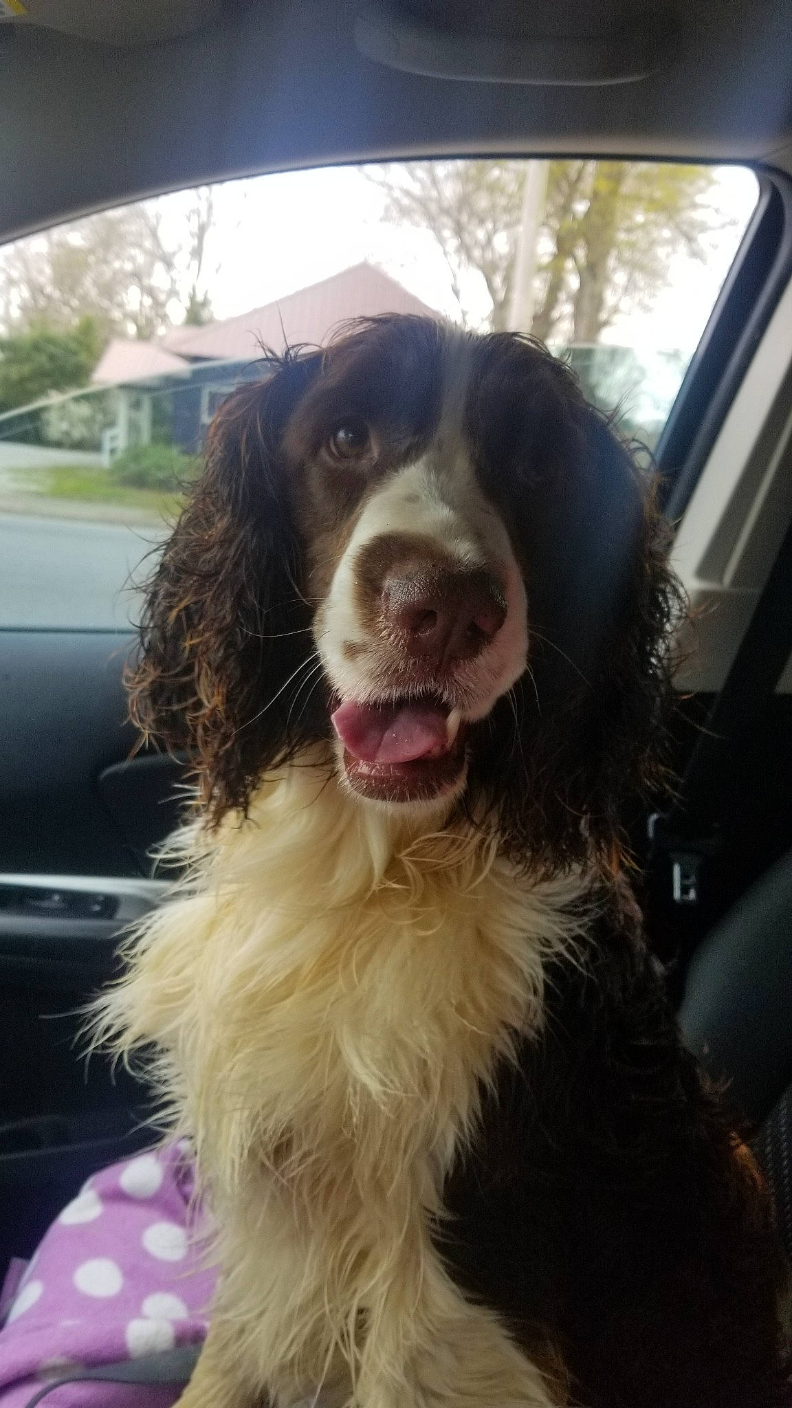 Tucker joined the competition — help win amazing prizes! boykin_spaniel, canidae, carnivore, cocker_spaniel, dog, dog_breed, english_cocker_spaniel, english_springer_spaniel, field_spaniel, french_spaniel, german_spaniel, mammal, nose, rare_breed_dog, russian_spaniel, small_munsterlander, snout, spaniel, sporting_group, vertebrate