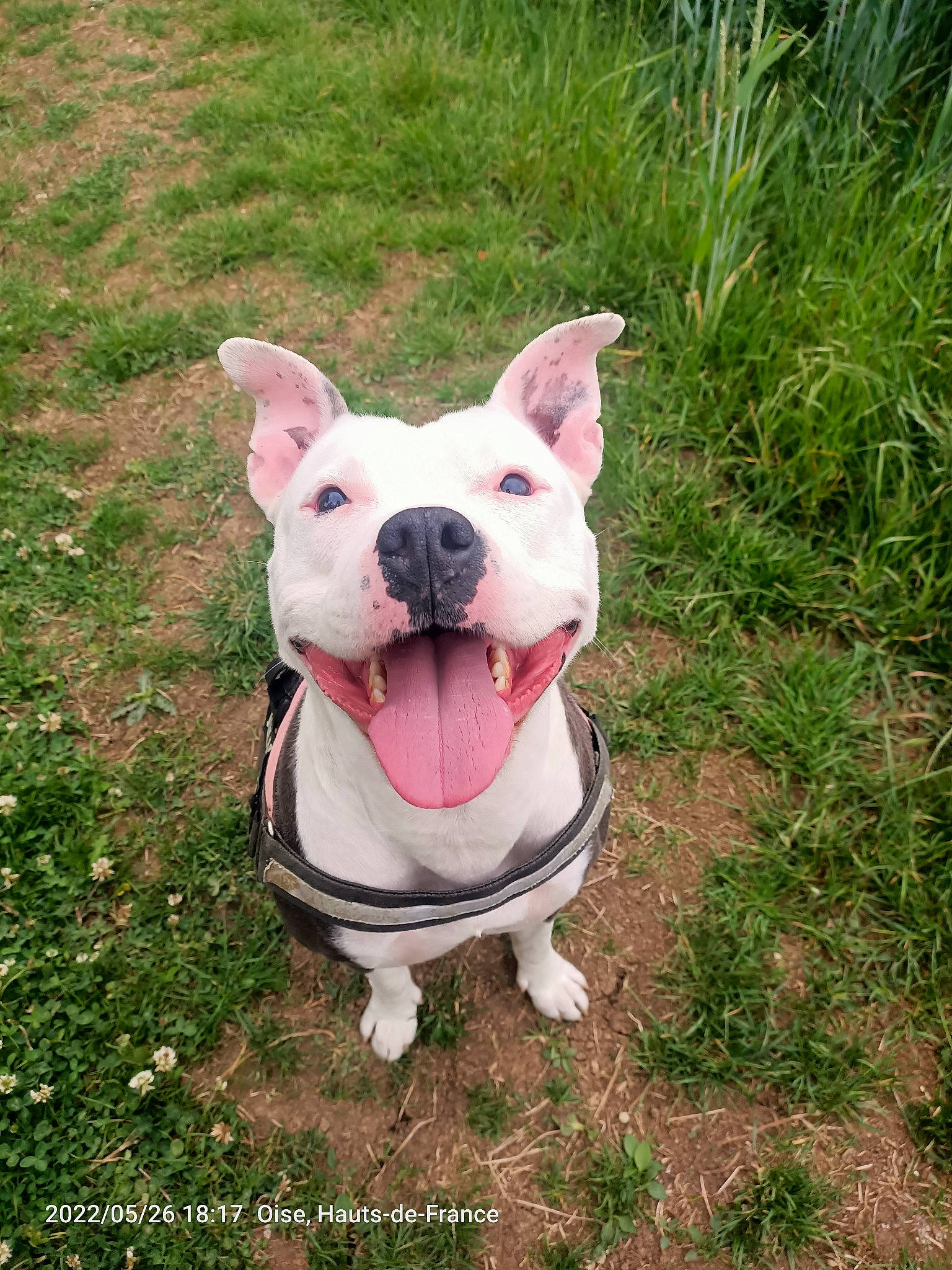 Mala participe au concours pour gagner de l'argent avec cette photo : ancient_dog_breeds, canidae, carnivore, collar, companion_dog, dog, dog_breed, dog_collar, dog_supply, dogo_guatemalteco, fashion_accessory, fawn, grass, non_sporting_group, pet_supply, snout, sporting_group, terrestrial_animal, working_animal