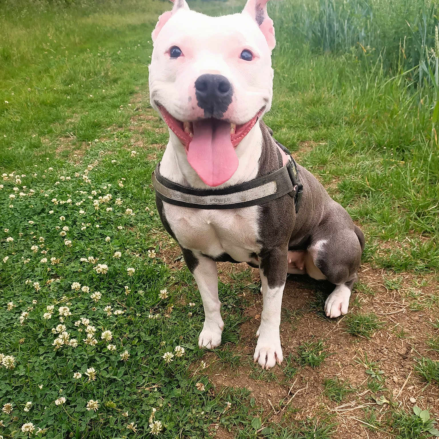 Mala