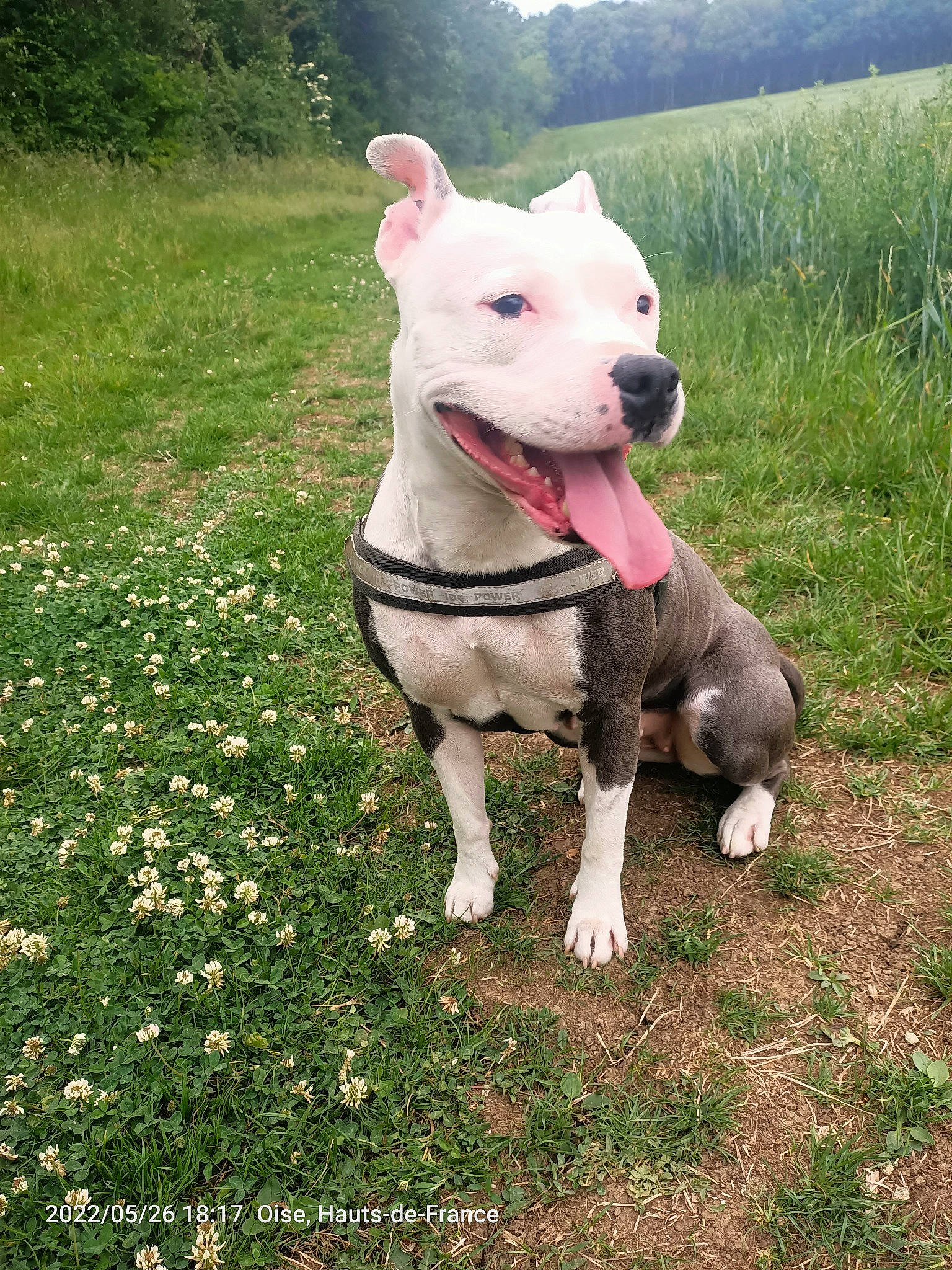 Mala a rejoint le concours — aidez-le/la à gagner de superbes lots ! canidae, carnivore, collar, companion_dog, dog, dog_breed, dog_collar, dogo_guatemalteco, fashion_accessory, fawn, flower, grass, grassland, groundcover, plant, snout, sporting_group, tail, terrestrial_animal, working_animal