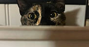 Bruna a rejoint le concours — aidez-le/la à gagner de superbes lots ! animal, background, black, brown, cat, chair, closeup, curious, ears, eyes, face, feline, head, indoor, peeking, pet, striped, whiskers, white, wood