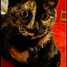 cat, tortoiseshell_cat, pet, animal, indoor, red_background, close_up, fur, whiskers, ears, alert, sitting, portrait, feline, cute, domestic_cat, eyes, face, vibrant, colorful