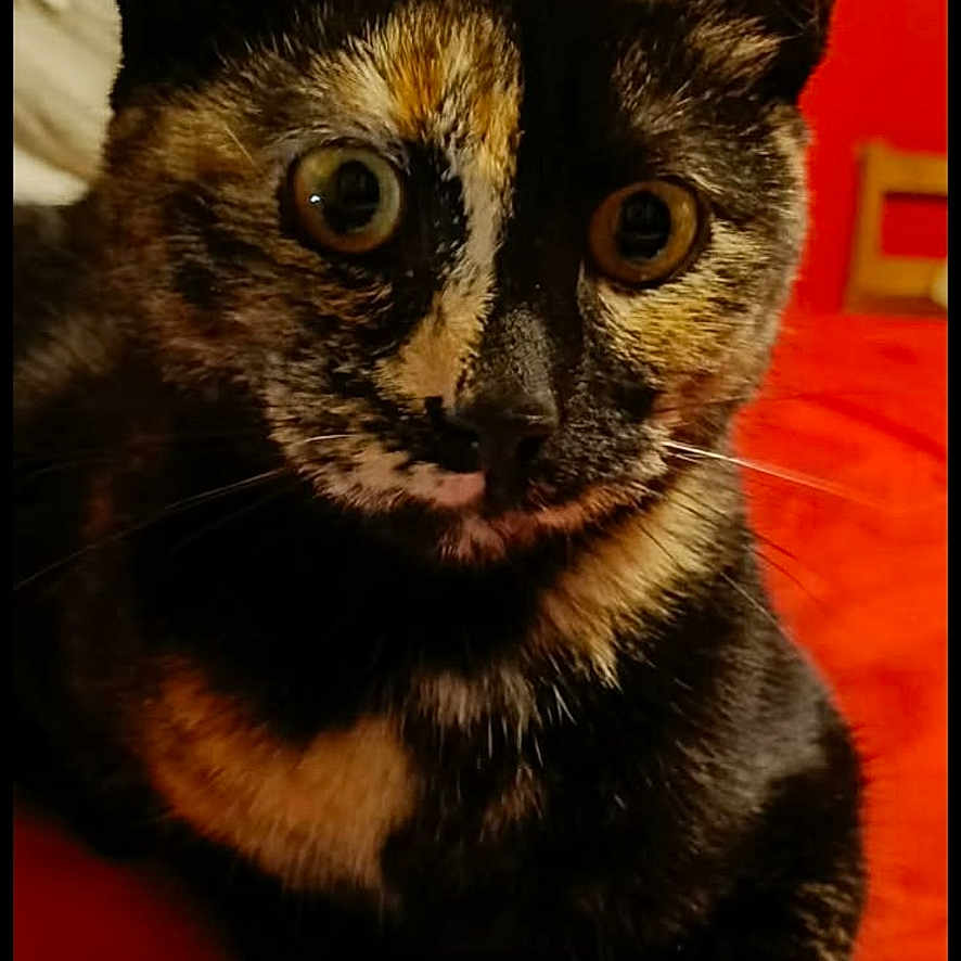 Bruna participe au concours pour gagner de l'argent avec cette photo : cat, tortoiseshell_cat, pet, animal, indoor, red_background, close_up, fur, whiskers, ears, alert, sitting, portrait, feline, cute, domestic_cat, eyes, face, vibrant, colorful
