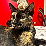 Bruna participe au concours pour gagner de l'argent avec cette photo : animal, bed, bunny, cat, closeup, cute, domestic, ears, feline, fur, indoor, pet, playful, plush_toy, portrait, red_wall, relaxing, stuffed_animal, tortoiseshell, whiskers