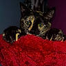 Bruna participe au concours pour gagner de l'argent avec cette photo : animal, cat, claws, climbing, closeup, cozy, curious, cute, dark_background, feline, green_eyes, indoor, paw, peeking, pet, portrait, red_blanket, soft_texture, tortoiseshell, whiskers
