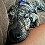 Marvel joined the competition — help win amazing prizes! animal, ball, canine, couch, cushion, dog, face, furniture, head, homedecor, hound, person, pet, photography, portrait, puppy, sleeping, sport, tennis, tennisball