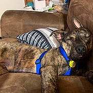 Marvel is registered to the contest to win money with this photo: animal, architecture, armchair, building, bulldog, canine, chair, couch, cushion, dog, furniture, greatdane, homedecor, hound, indoors, interiordesign, livingroom, pet, puppy, room