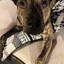 Marvel joined the competition — help win amazing prizes! accessories, animal, baseballcap, bulldog, canine, cushion, den, dog, formalwear, greatdane, homedecor, hound, indoors, pet, pitbull, policedog, puppy, snout, strap, tie