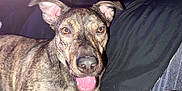 Marvel is registered to the contest to win money with this photo: animal, bodypart, bulldog, canine, couch, dog, furniture, germanshepherd, greatdane, hound, husky, labradorretriever, mouth, person, pet, pitbull, policedog, puppy, snout, tongue