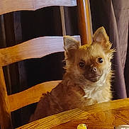 Sasha joined the competition — help win amazing prizes! dog, small_dog, chihuahua, brown_fur, pet, chair, wooden_chair, table, wood_table, indoor, portrait, sitting, looking_at_camera, ears, eyes, cute, domestic_animal, dining_room, fur, companion