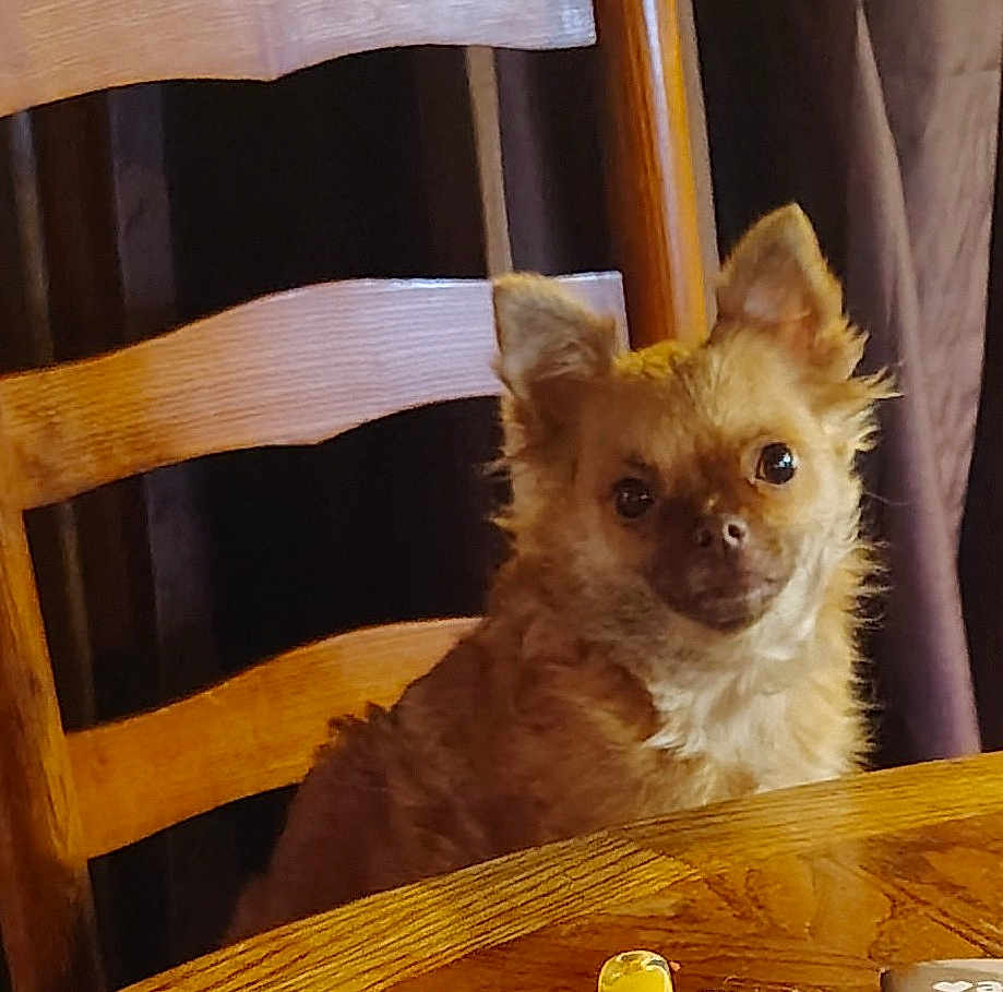 Sasha joined the competition — help win amazing prizes! dog, small_dog, chihuahua, brown_fur, pet, chair, wooden_chair, table, wood_table, indoor, portrait, sitting, looking_at_camera, ears, eyes, cute, domestic_animal, dining_room, fur, companion