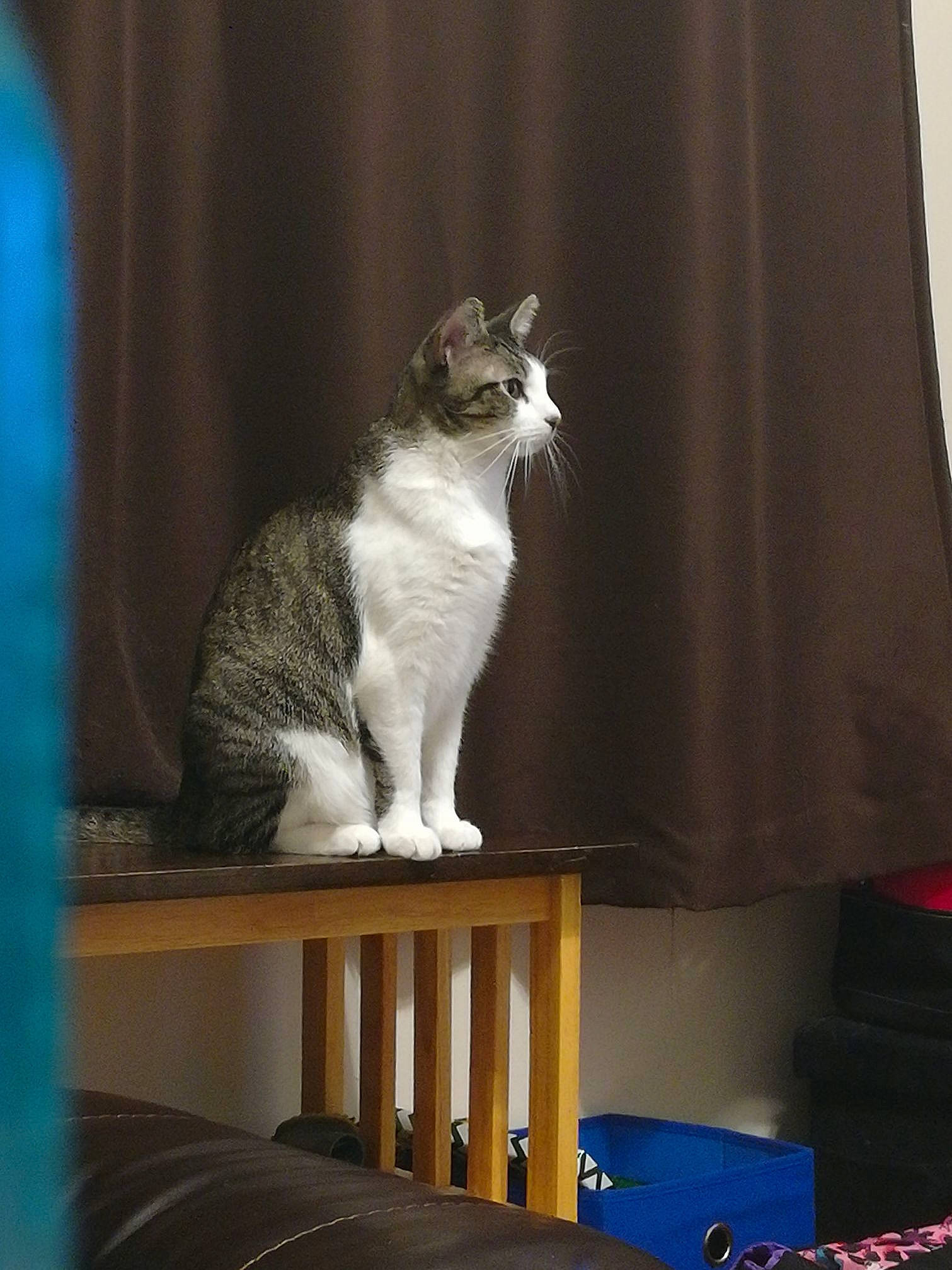 Puddin joined the competition — help win amazing prizes! blue, carnivore, cat, cat_supply, comfort, couch, curtain, domestic_short_haired_cat, felidae, fur, grey, linens, plant, room, sitting, small_to_medium_sized_cats, table, tail, whiskers, wood