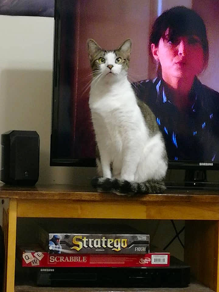 Puddin is registered to the contest to win money with this photo: carnivore, cat, display_device, domestic_short_haired_cat, felidae, flat_panel_display, formal_wear, fur, gadget, home_appliance, machine, photo_caption, shelf, small_to_medium_sized_cats, table, tail, television, television_set, whiskers, window