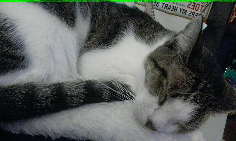 Puddin is registered to the contest to win money with this photo: carnivore, cat, close_up, comfort, domestic_short_haired_cat, felidae, fur, grey, monochrome_photography, nap, paw, sleep, small_to_medium_sized_cats, snout, tail, whiskers