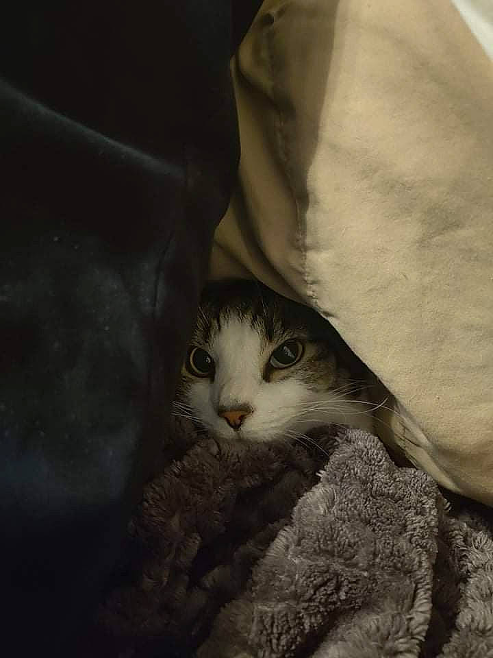 Puddin joined the competition — help win amazing prizes! carnivore, cat, comfort, darkness, domestic_short_haired_cat, eye, eyelash, felidae, fur, head, human_body, linens, monochrome, monochrome_photography, paw, small_to_medium_sized_cats, snout, tail, whiskers, wood