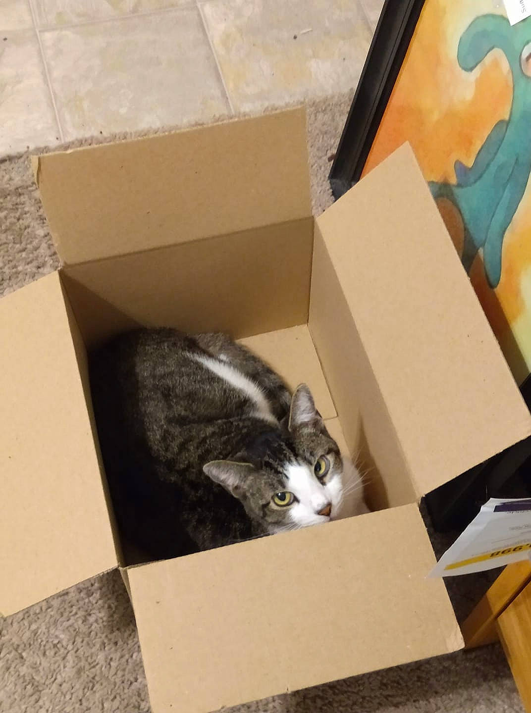 Puddin is registered to the contest to win money with this photo: art, box, cardboard, carnivore, carton, cat, domestic_short_haired_cat, felidae, hardwood, packaging_and_labeling, packing_materials, paper, paper_product, shipping_box, small_to_medium_sized_cats, tail, tree, whiskers, window, wood