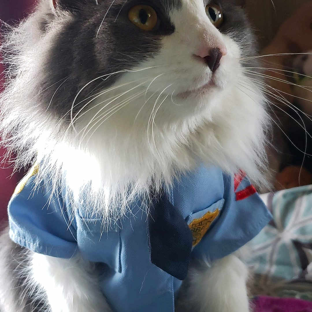 Frankie joined the competition — help win amazing prizes! animal, cat, close_up, costume, costumed_pet, cute, domestic_cat, eyes, feline, fluffy, focused, fur, grey_and_white, indoor, pet, police_uniform, portrait, sitting, soft_lighting, whiskers