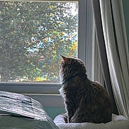 Callie is registered to the contest to win money with this photo: cat, window, curtain, indoor, pet, feline, fur, perch, daylight, tree, nature, looking, cozy, home, animal, resting, quiet, sunlight, household, relax