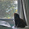 cat, window, curtain, indoor, pet, feline, fur, perch, daylight, tree, nature, looking, cozy, home, animal, resting, quiet, sunlight, household, relax