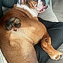 Jimmy Dean is registered to the contest to win money with this photo: animal, blue_eyes, brown_fur, bulldog, canine, companion, couch, cozy, dog, domestic, furniture, house, indoor, looking_back, paw, pet, relaxed, resting, tail, white_fur