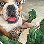 alligator_toy, animal, blanket, blue_eyes, bulldog, close_up, cozy, cute, dog, floor, furniture, home, indoor, paw, pet, playful, resting, stuffed_toy, tile_floor, tongue_out