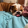 Jimmy Dean joined the competition — help win amazing prizes! animal, bed, blanket, brown, bulldog, companion, cozy, cute, dog, domestic, ears, fur, indoor, pet, relaxed, resting, sleeping, snout, tongue_out, white