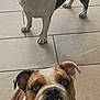 animal, black, brown, bulldog, companion, curious, dog, ears, eyes, face, floor, indoor, looking, mouth, pet, sitting, standing, teeth, tile, white