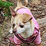 dog, small_dog, pink_hoodie, hoodie, pet, outdoor, forest_floor, leaves, curious, alert, canine, animal, nature, ears, tail, walking, brown, white, cute, standing