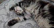 Leonidas a rejoint le concours — aidez-le/la à gagner de superbes lots ! animal, blanket, cat, cozy, cute, domestic, fluffy, fur, indoor, kitten, patterned, paws, pet, relaxed, resting, sleep, sleeping, soft, tabby, whiskers