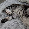cat, kitten, sleeping, fluffy, tabby, pet, animal, fur, whiskers, paws, cozy, blanket, patterned, indoor, relaxed, cute, resting, soft, domestic, sleep