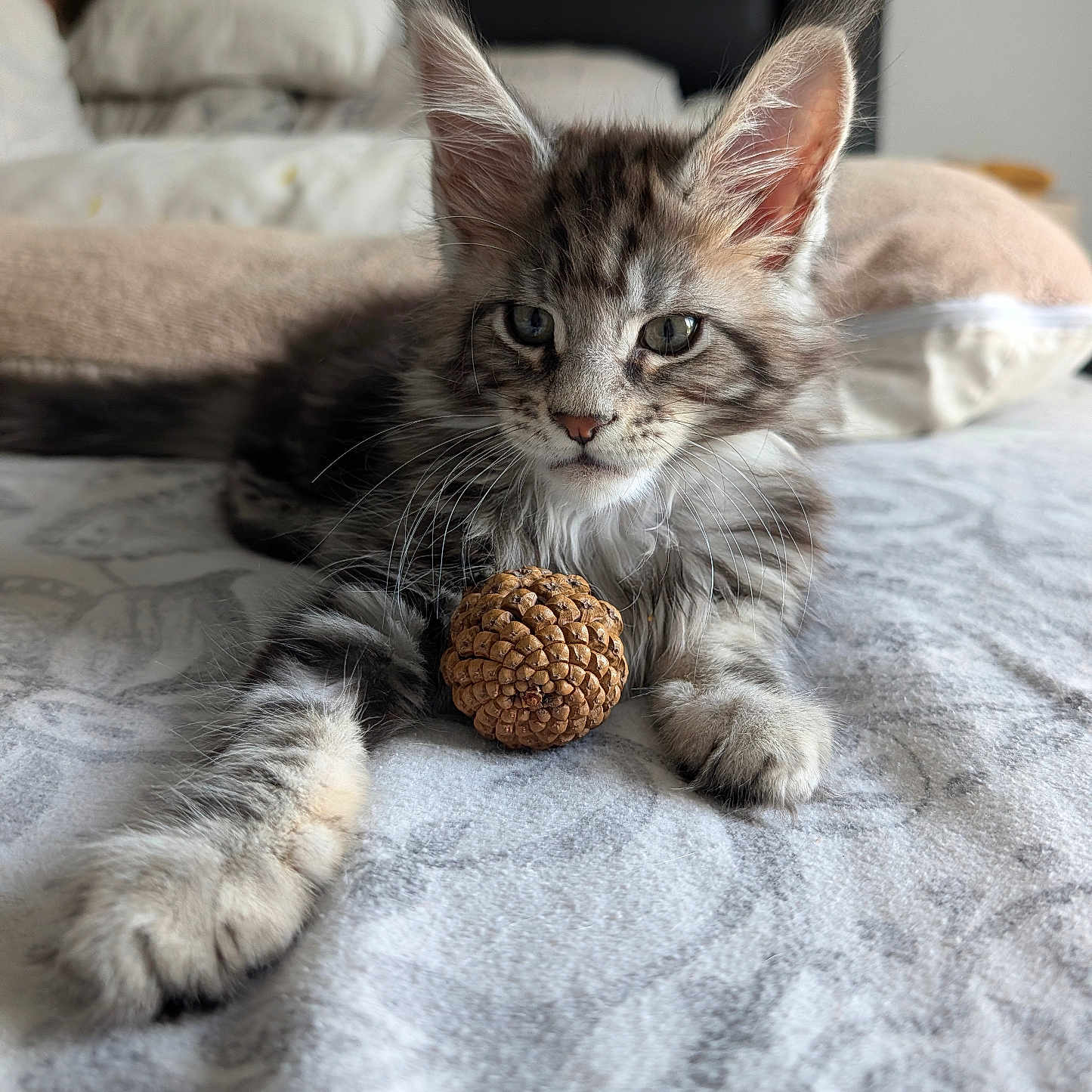 Leonidas