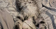Leonidas a rejoint le concours — aidez-le/la à gagner de superbes lots ! kitten, cat, sleeping, bed, blanket, cozy, fur, relaxed, rest, indoor, pet, cute, feline, animal, soft, paws, stretched, comfort, domestic, nap