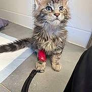 Leonidas a rejoint le concours — aidez-le/la à gagner de superbes lots ! kitten, cat, tabby, blue_eyes, fluffy, pet, animal, bandage, floor, leash, indoor, curious, sitting, young, small, cute, whiskers, ears, fur, domestic