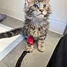 kitten, cat, tabby, blue_eyes, fluffy, pet, animal, bandage, floor, leash, indoor, curious, sitting, young, small, cute, whiskers, ears, fur, domestic