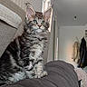kitten, cat, feline, pet, fur, ears, whiskers, couch, indoor, living_room, curious, young, fluffy, tabby, striped, cozy, soft_light, household, domestic_animal, sitting