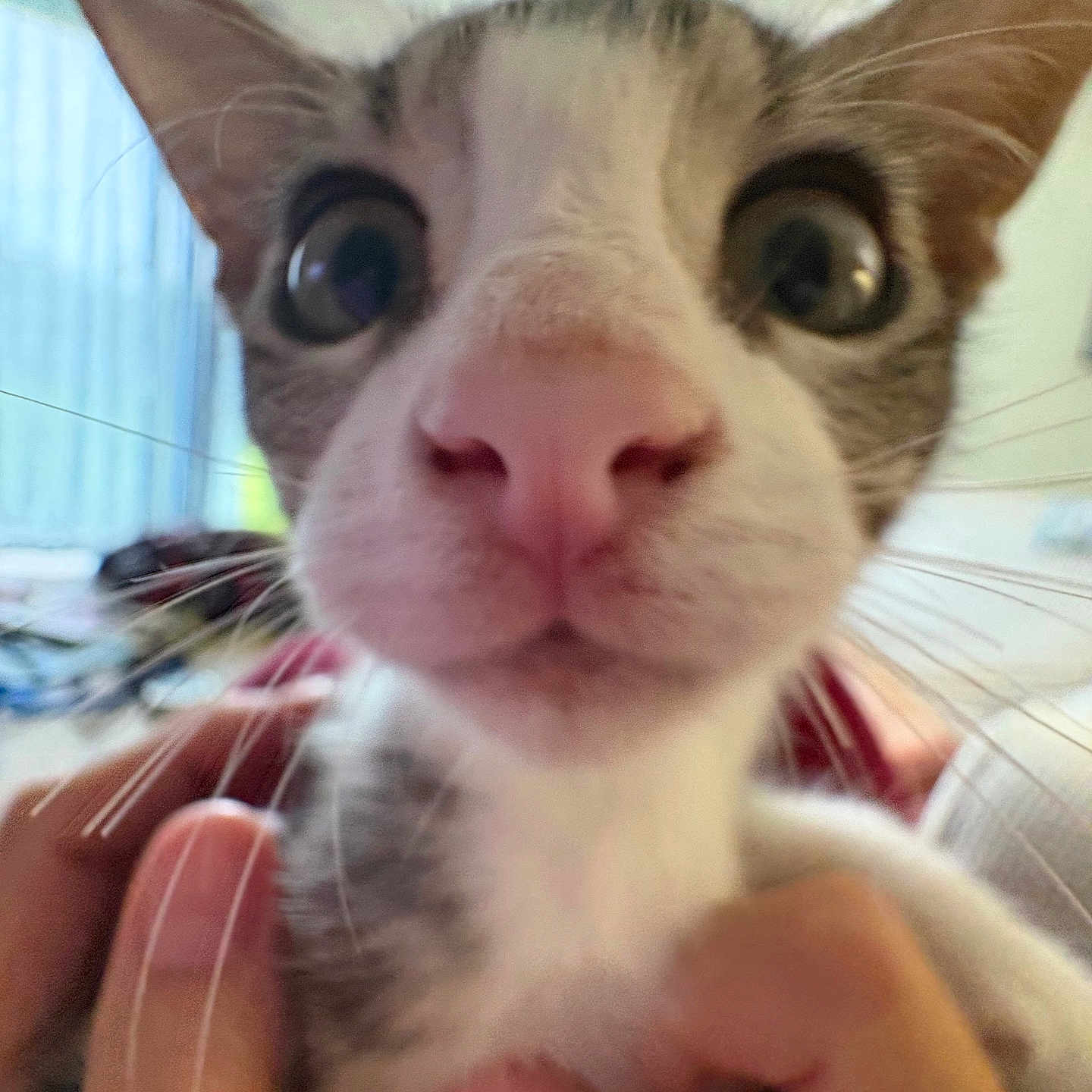 Jagger is registered to the contest to win money with this photo: animal, blurred_background, cat, close_range, close_up, companionship, curious, cute, domestic_cat, feline, fur, hands, human_touch, indoor, mammal, pet, pink_nose, portrait, whiskers, wide_eyes