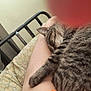 animal, arm, bed, blanket, cat, closeup, comfort, cozy, fan, furniture, indoor, nap, person, pet, pillow, relaxing, resting, sleeping, striped, tabby