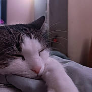 Misty joined the competition — help win amazing prizes! cat, sleeping, closeup, indoor, pet, feline, whiskers, relaxation, cozy, blanket, fur, cute, domestic_animal, resting, paw, bedroom, soft_light, peaceful, animal, napping