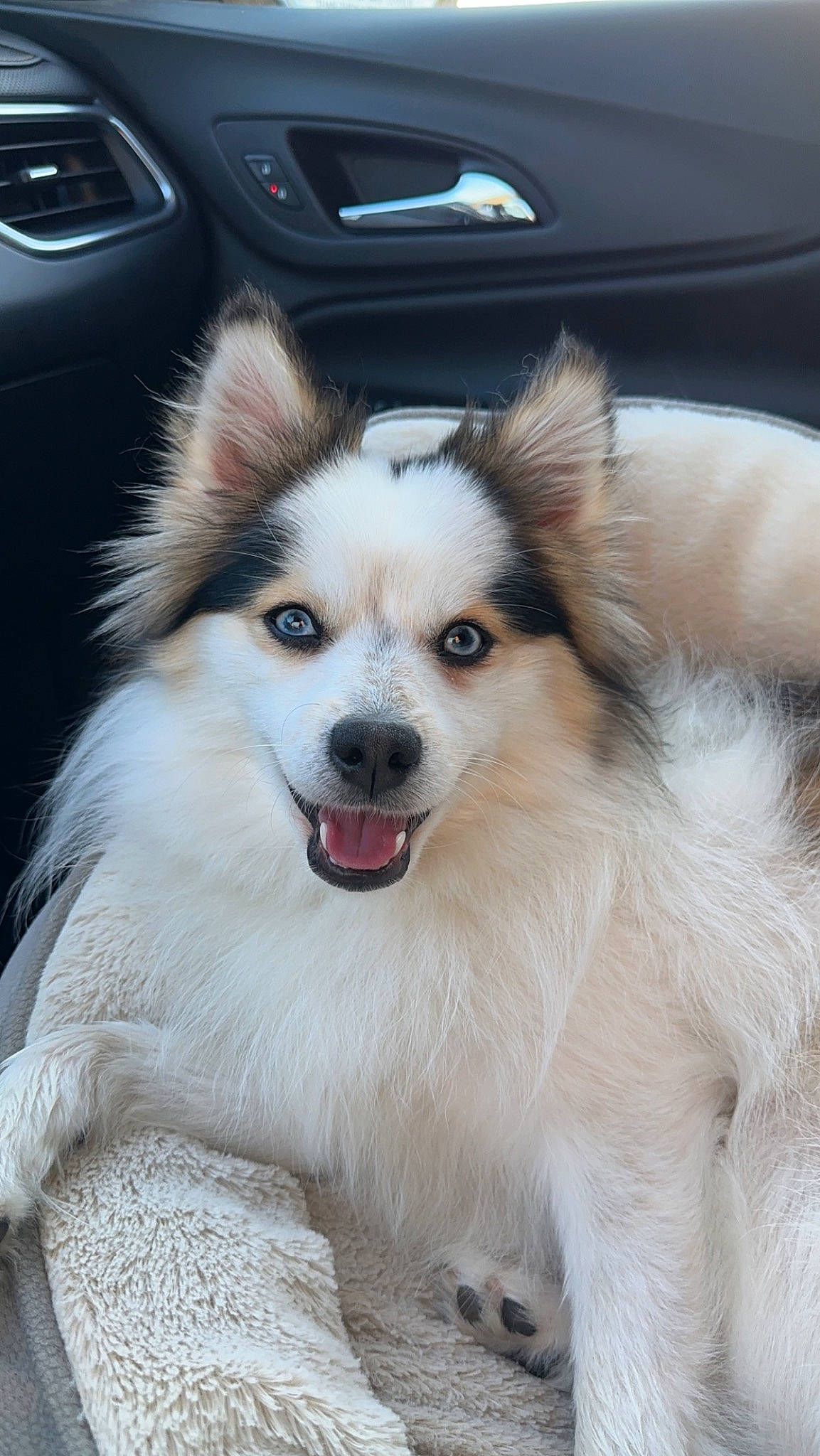 Paisley joined the competition — help win amazing prizes! ancient_dog_breeds, auto_part, automotive_exterior, canidae, car, carnivore, collar, companion_dog, dog, dog_breed, fawn, fur, grass, smile, snout, sporting_group, vehicle_registration_plate, whiskers, working_animal, working_dog