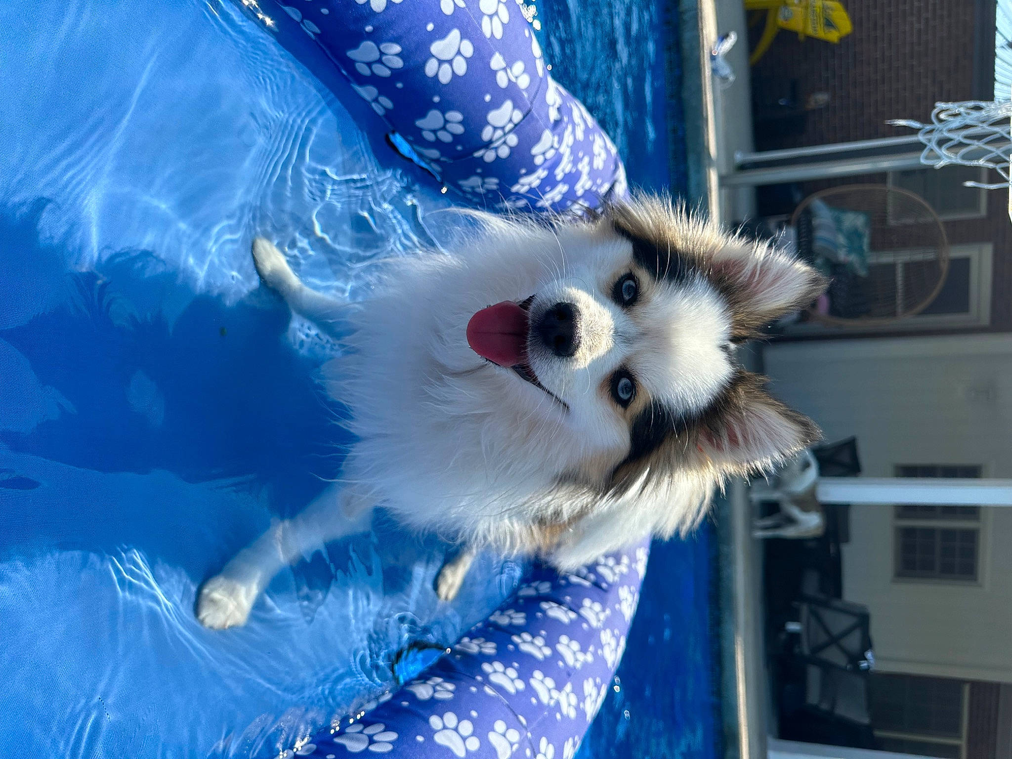 Paisley joined the competition — help win amazing prizes! blue, canidae, carnivore, claw, companion_dog, corgi_chihuahua, electric_blue, event, fashion_accessory, fawn, feather, felidae, fur, paw, sky, small_to_medium_sized_cats, spitz, tail, toy_dog, whiskers